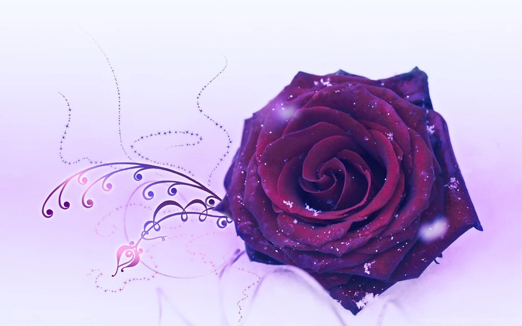 25 Rose Wallpapers For Desktop