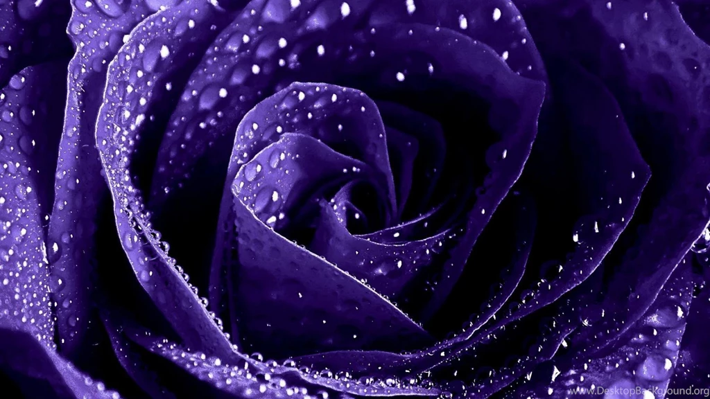 Purple Roses Wallpapers HD HD Wallpapers