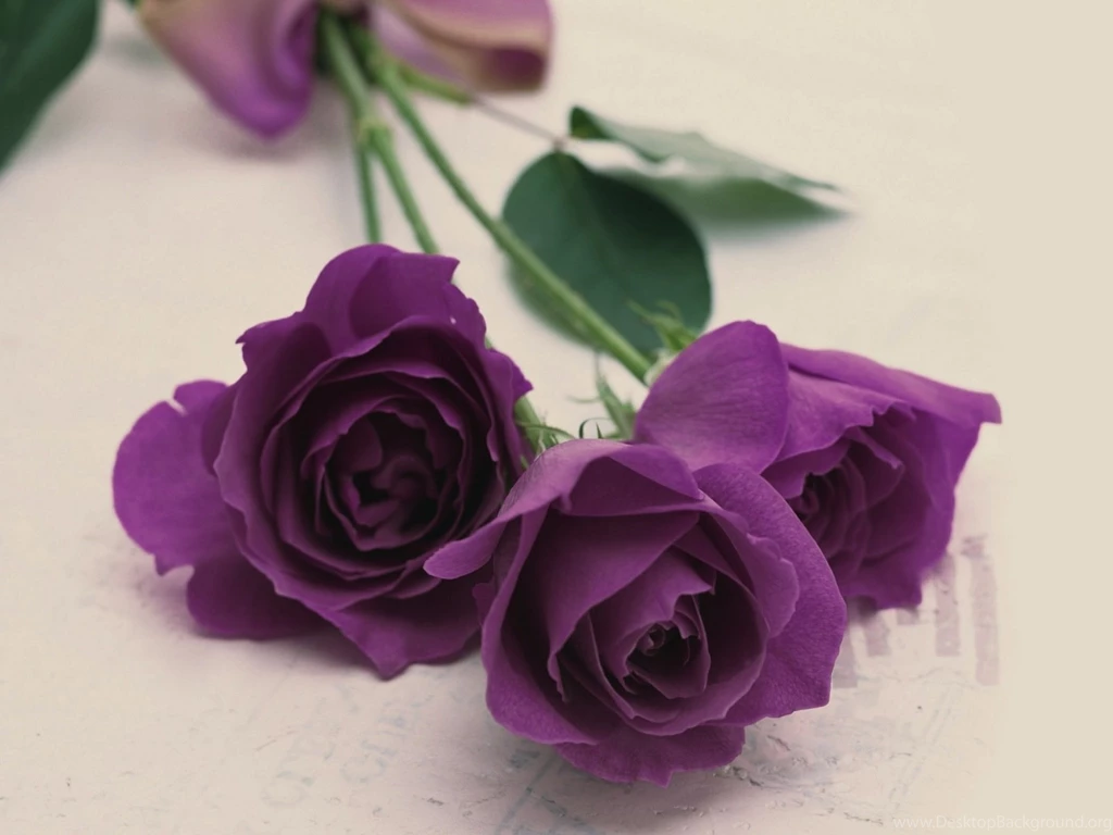 Purple Roses Wallpapers Picture