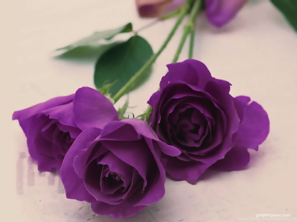Purple Rose Wallpapers Colors Wallpapers (34511855) Fanpop