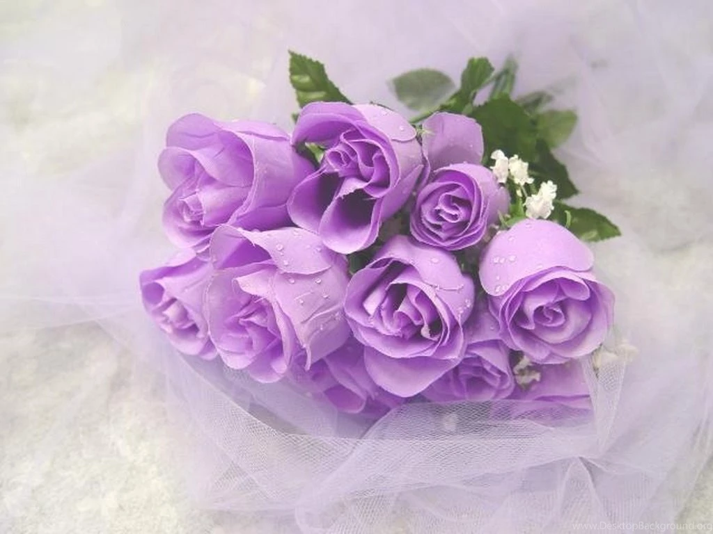 Magnificent Purple Roses Roses Wallpapers (34611048) Fanpop