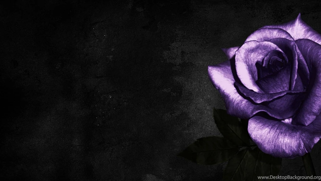 Free Wallpapers Purple Rose Wallpapers (