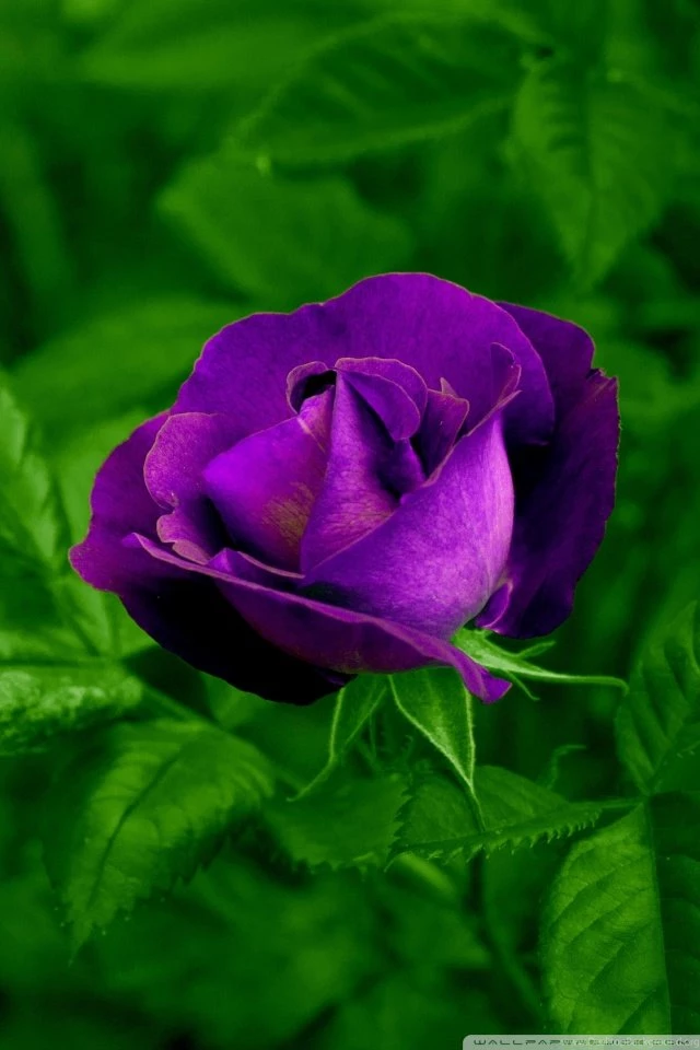 Purple Rose HD Desktop Wallpapers : Widescreen : High Definition ...