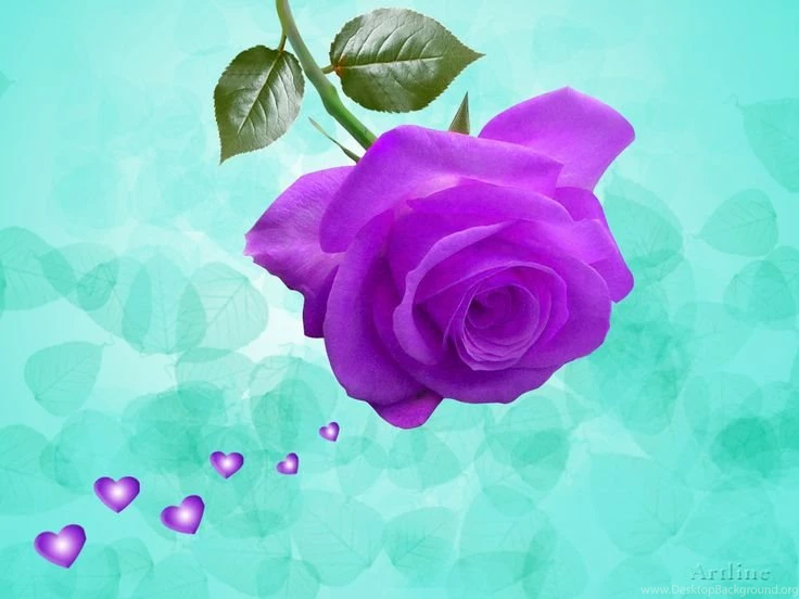 Purple Roses