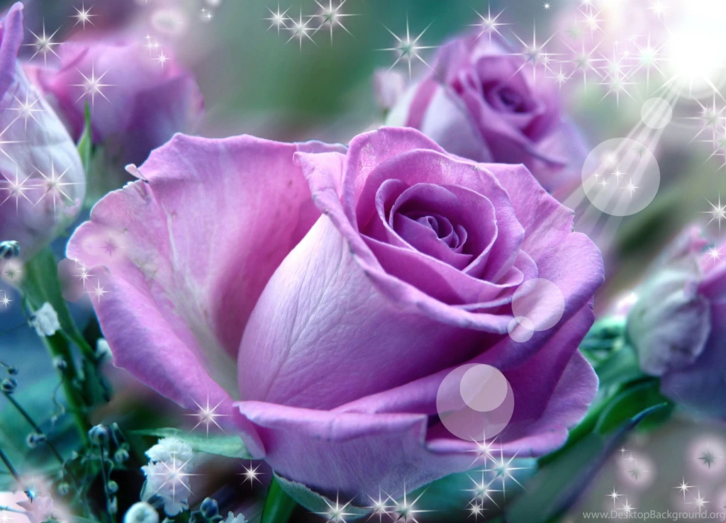 PURPLE ROSES WALLPAPER   (