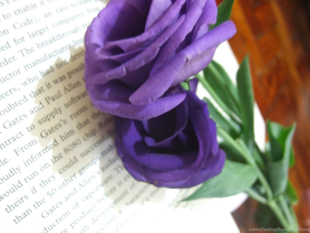 Magnificent Purple Roses   Roses Wallpapers (34611027)   Fanpop