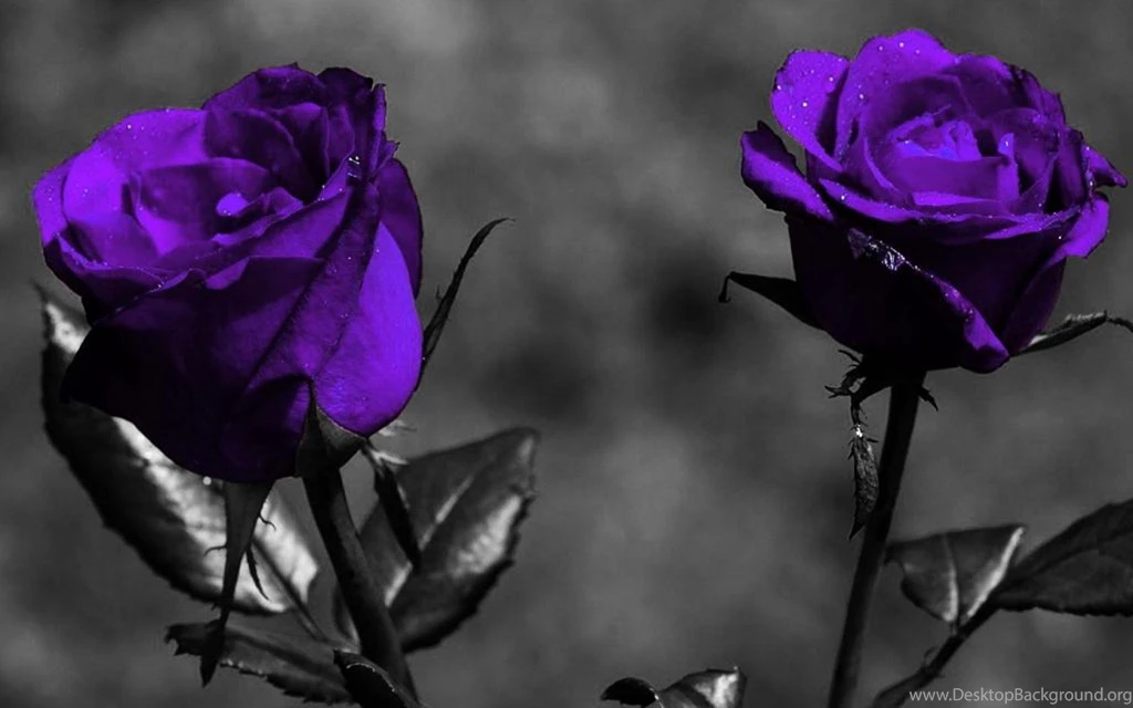 PURPLE ROSES WALLPAPER   (