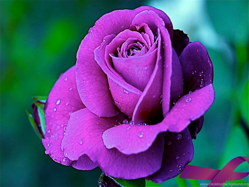 Purple Rose Flowers Flower HD Wallpapers, Images, PIctures ...