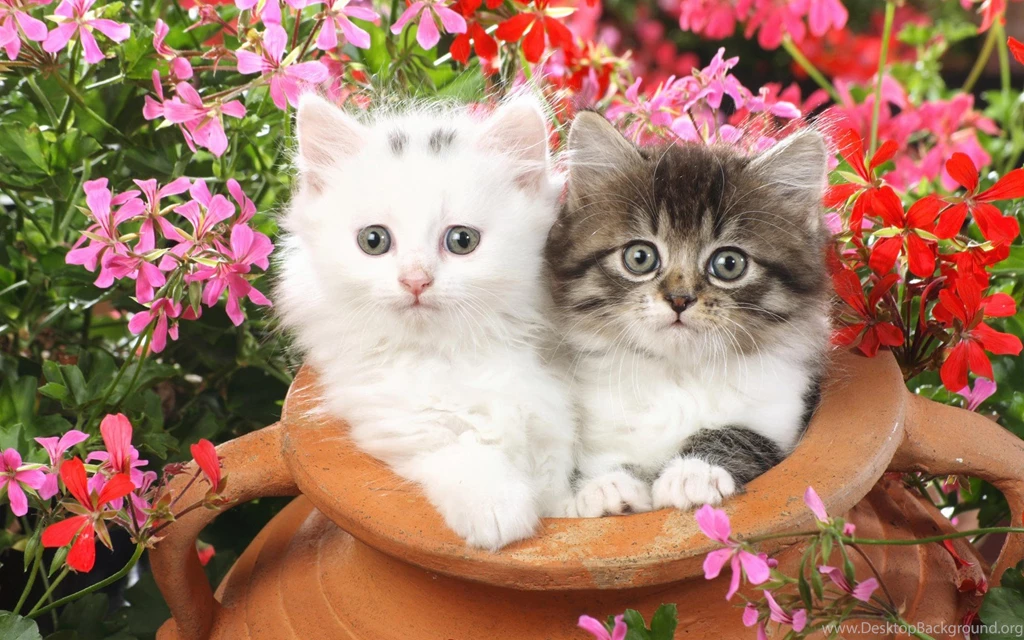 Cute Cats Wallpapers