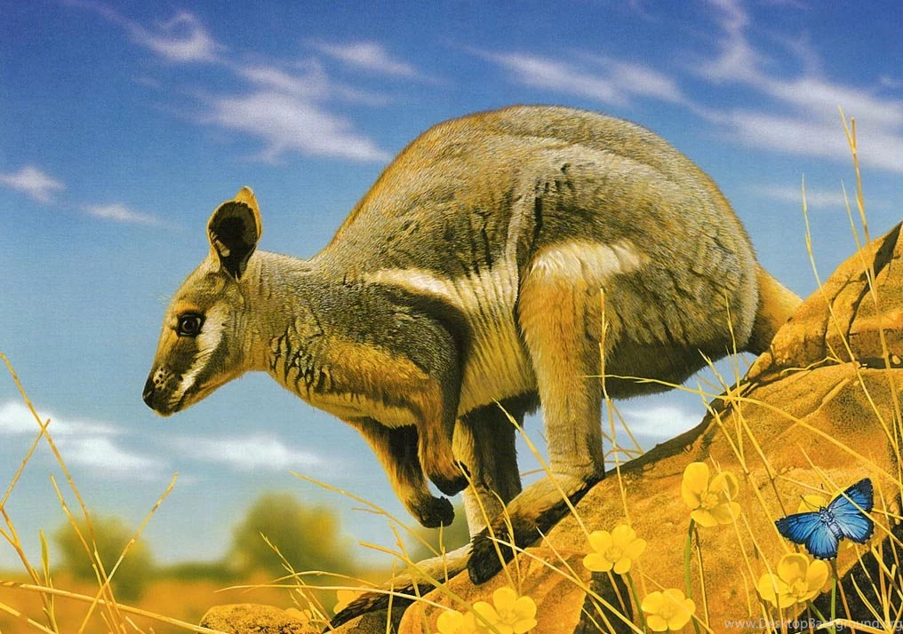 Most 10 Animals New HD Wallpapers 2013