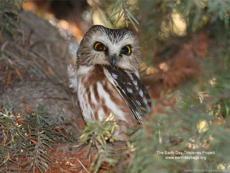 The Earth Day Groceries Project: New Desktop Wallpaper!