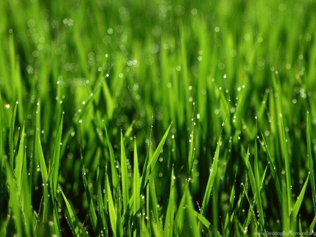 Gardens Wallpaper: Green Garden 104 Hd Wallpapers High Definition ...