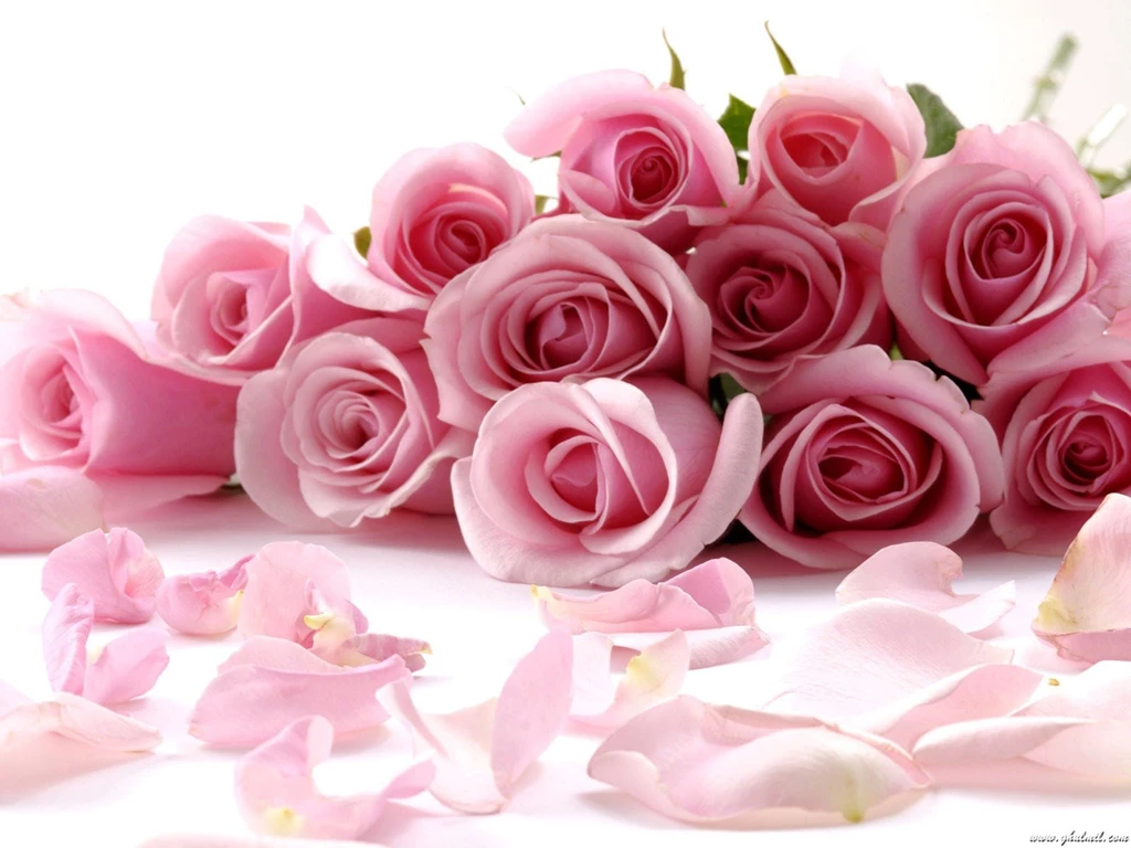 Beautiful Pictures Of Red Roses Desktop Backgrounds