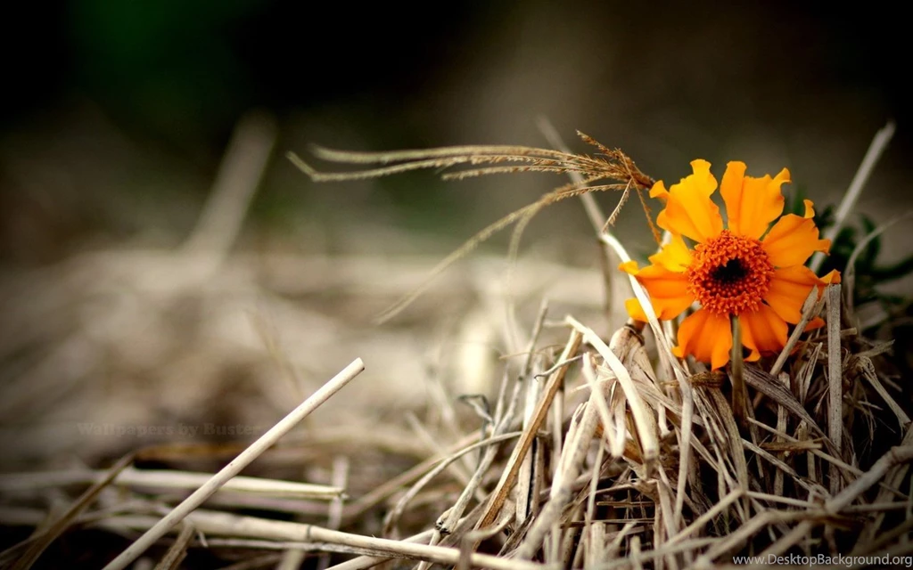 Sun Flower Photography Wallpapers