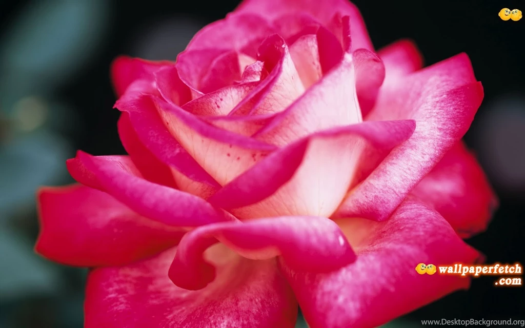 Pretty Pink Roses Wallpapers Download (1600 X 1000 ) Flower Wallpapers