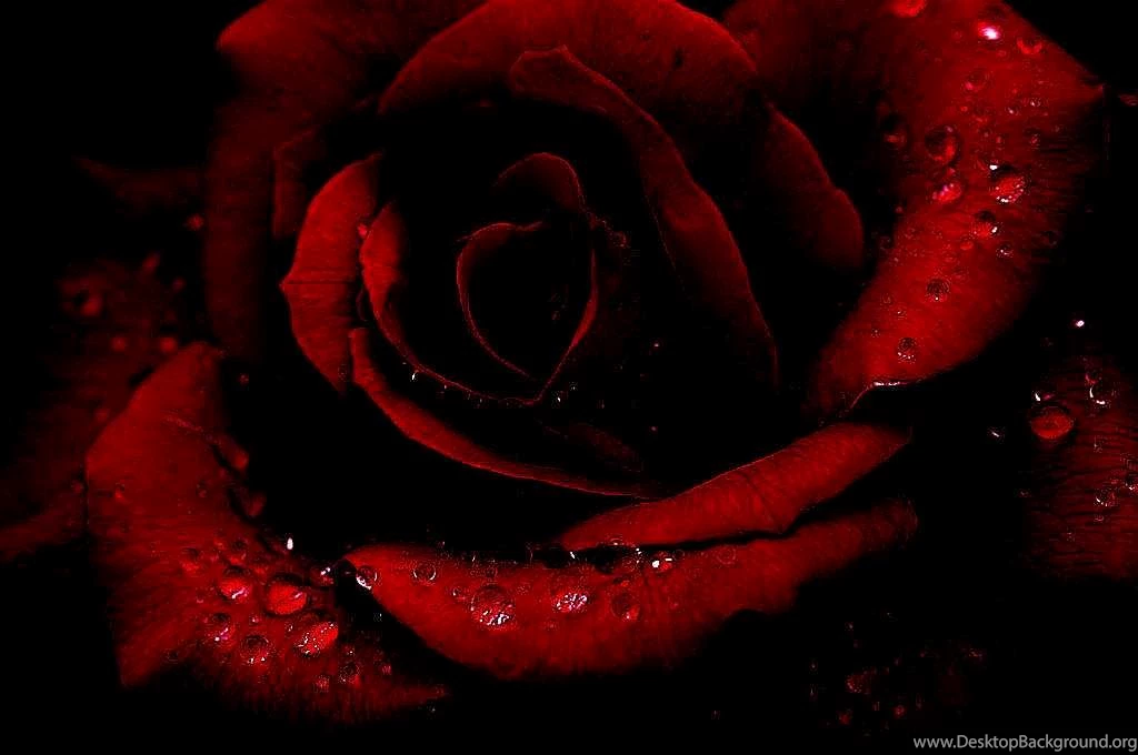 Gothic Romance Flower Gothic Pretty Rain Drops Red Rose Rose ...
