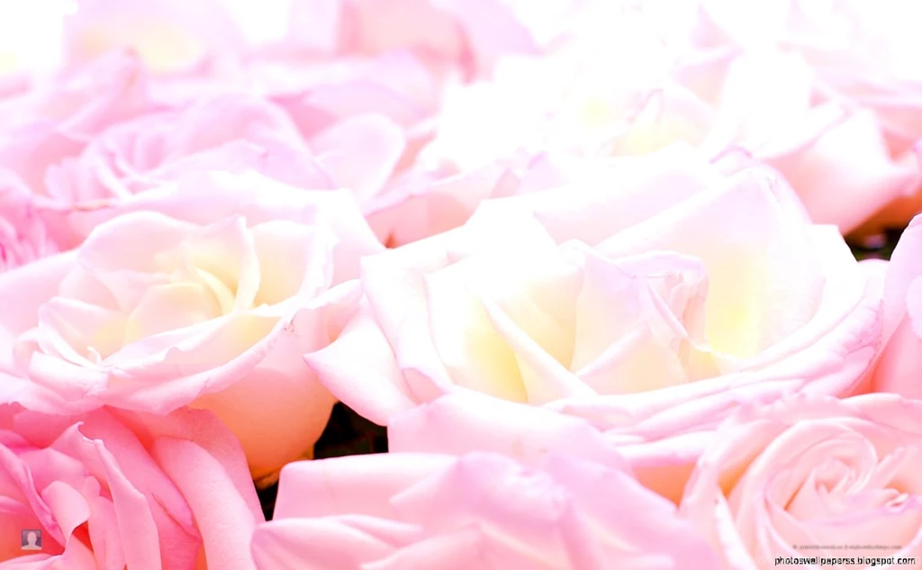 Pretty Wallpapers