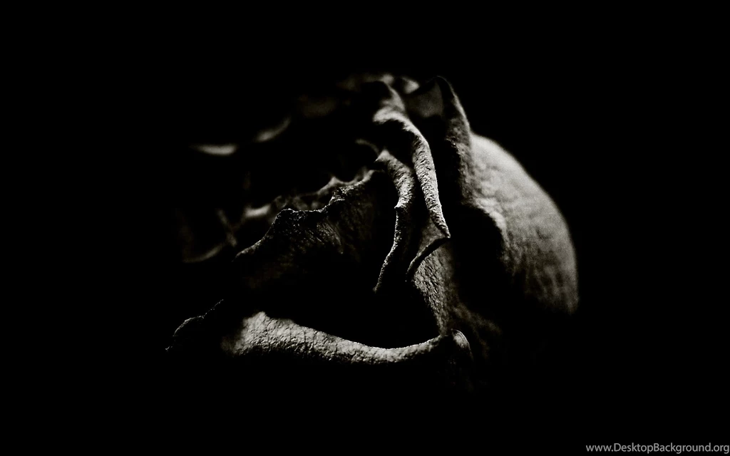 Black Rose Wallpapers   Wallpapers Cave