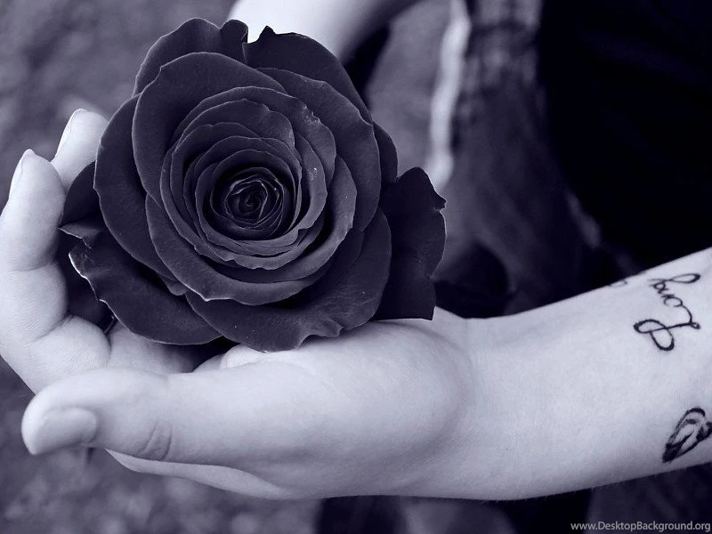 Black Rose Wallpapers HD Free Desktop Backgrounds And Wallpapers