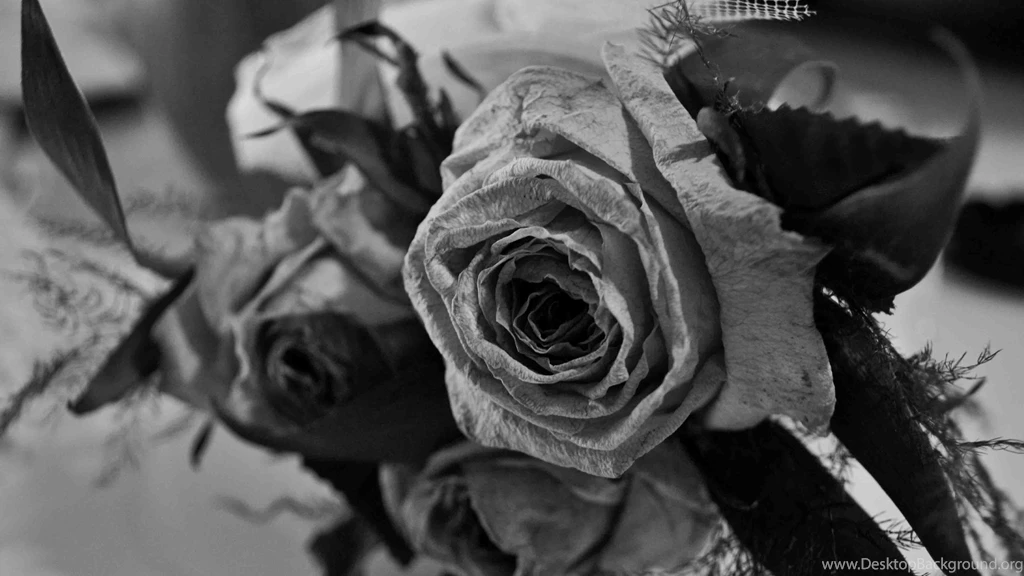 4K (ULTRA HD, UHD) / 3840x2160 / Black Rose Wallpapers And Desktop ...