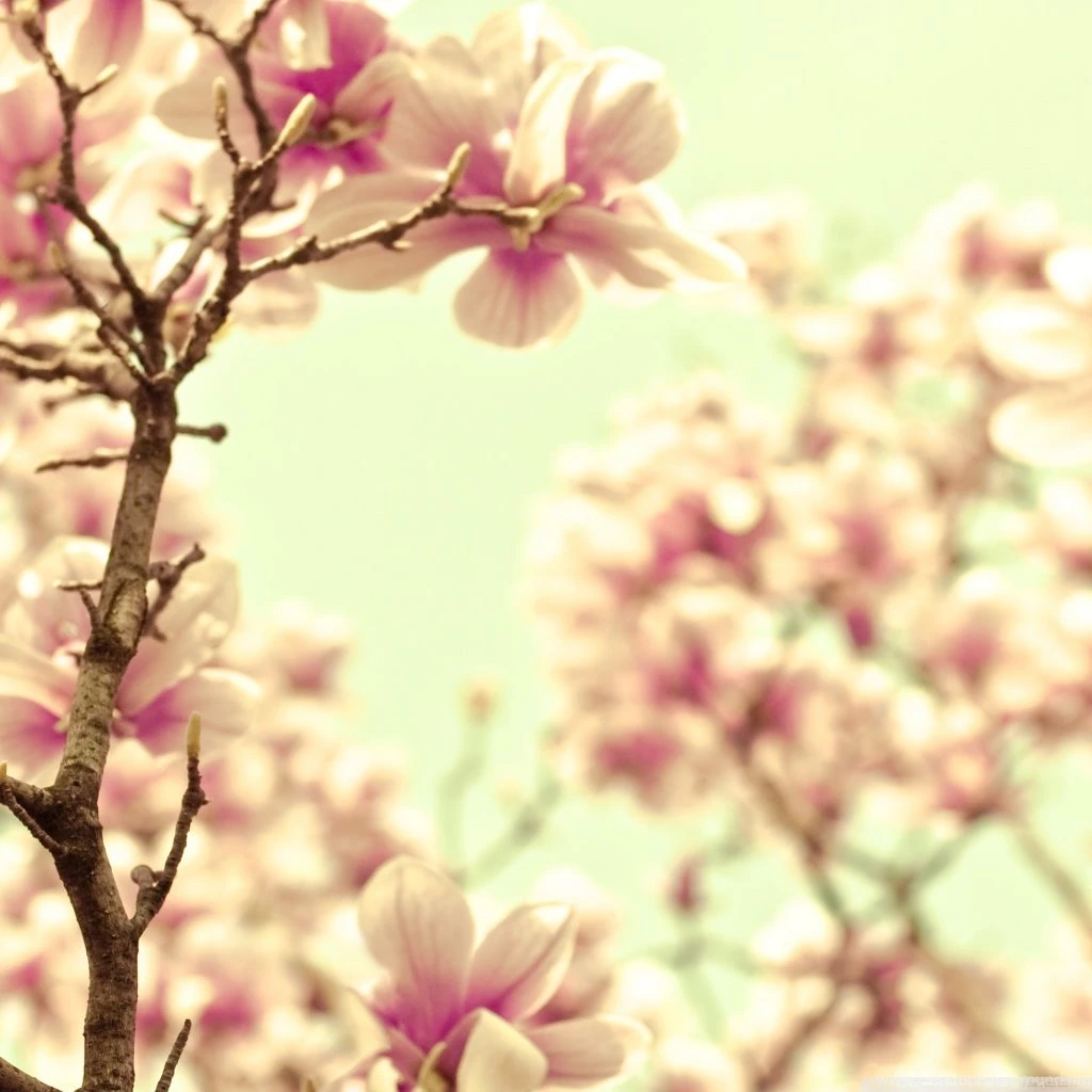 Pink Magnolia HD Desktop Wallpapers : High Definition : Fullscreen ...