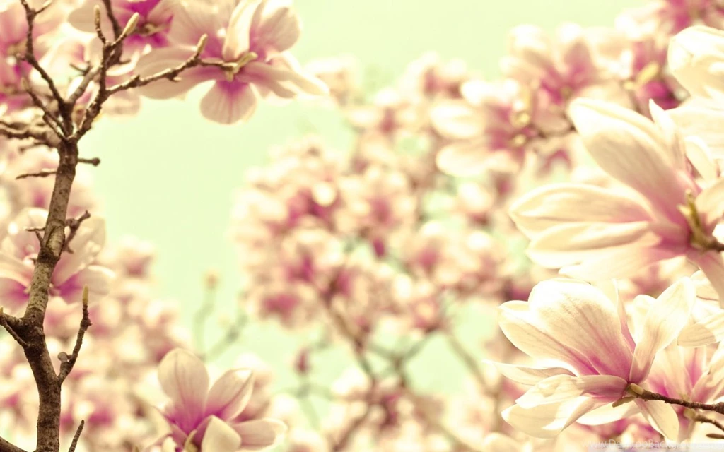 Pink Magnolia HD Desktop Wallpapers : High Definition : Fullscreen ...