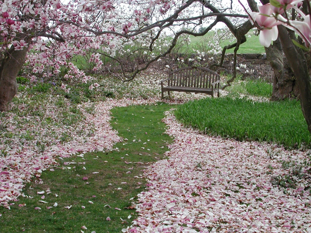Magnolia Wallpapers >> Backgrounds With Quality HD