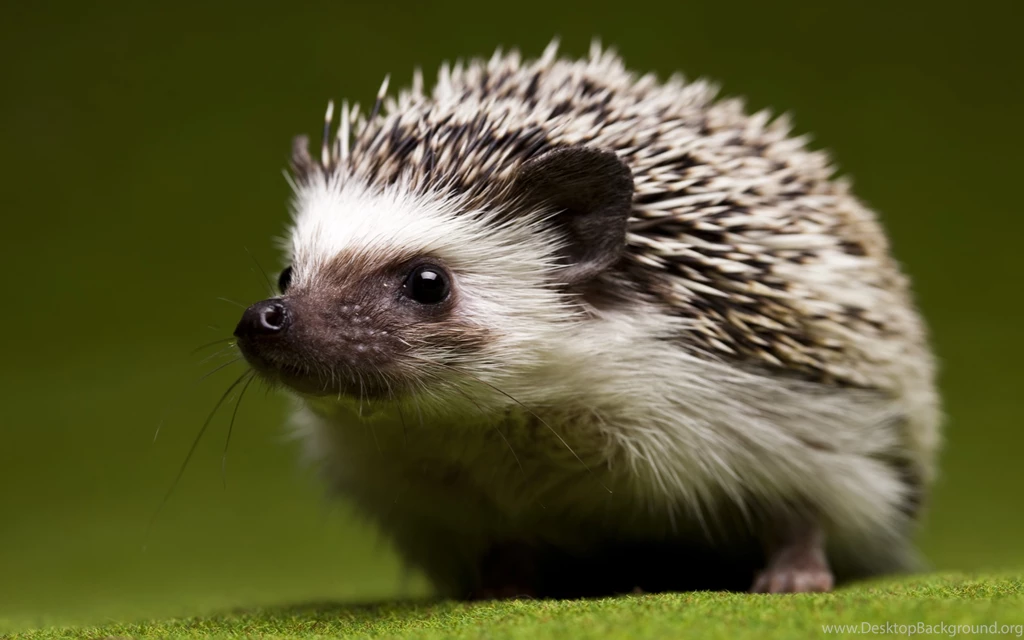 Hedgehog Wallpapers Archives HDWallSource.com HDWallSource.com