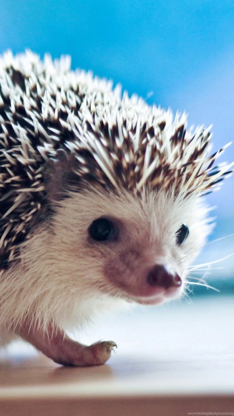 Download Wallpapers 750x1334 Hedgehog, Eyes, Needles iPhone 6 HD ...