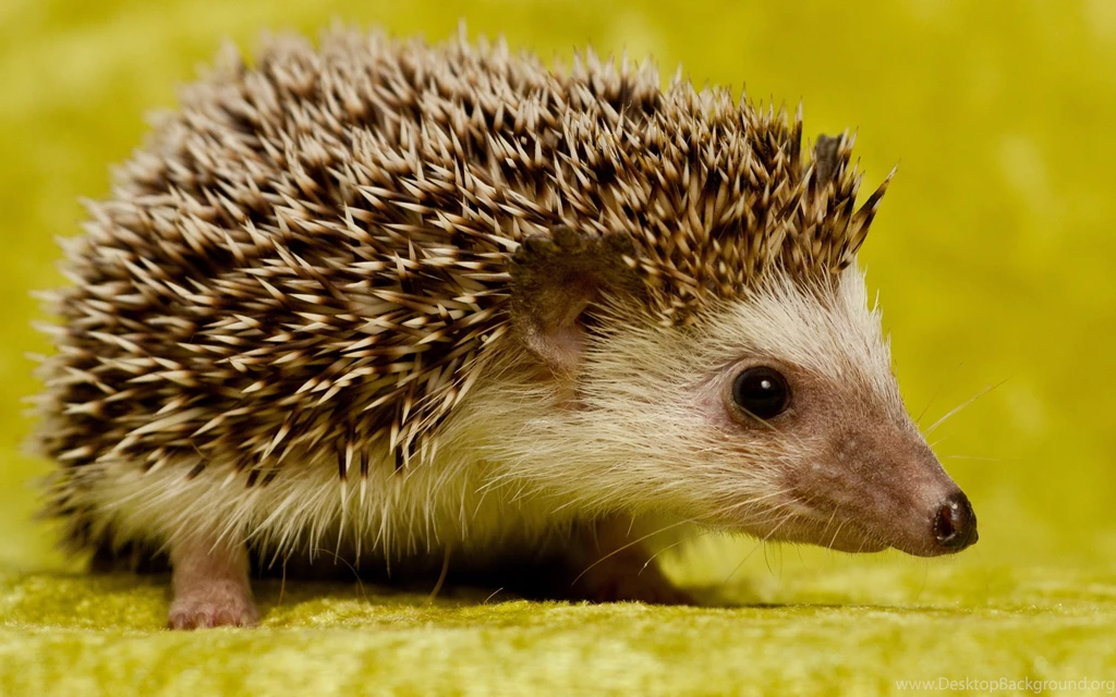 Cute Hedgehog Wallpapers