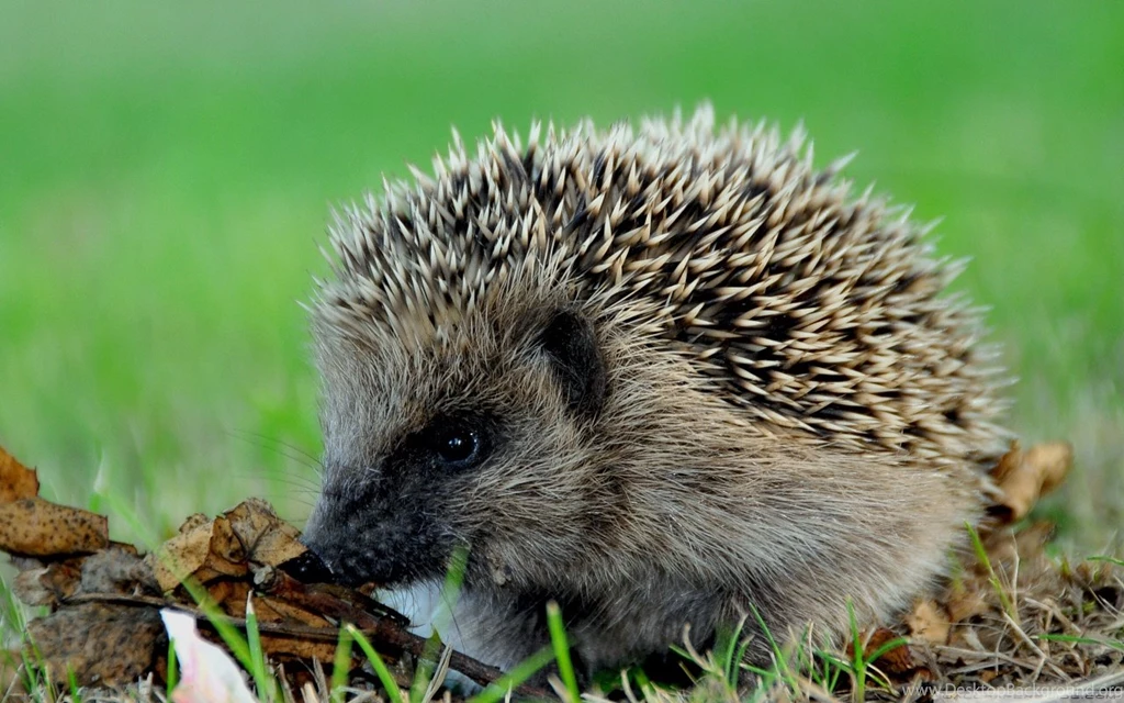Cute Hedgehog HD Desktop Wallpapers : High Definition : Fullscreen ...