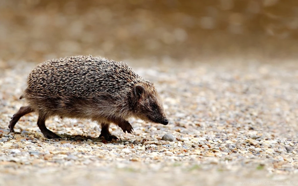 Hedgehog Wallpapers 1440x900 385083