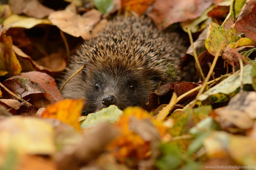 Hedgehog Wallpapers, Desktop Wallpapers » GoodWP.com