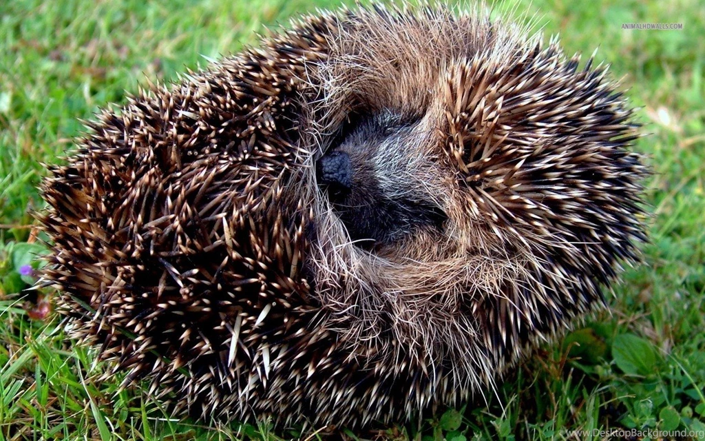 Hedgehog Wallpapers