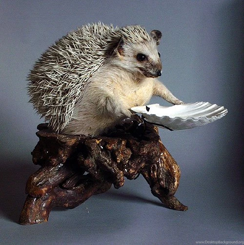 Hedgehog Pictures, Hedgehog Wallpapers, Hedgehog Photos Animal ...