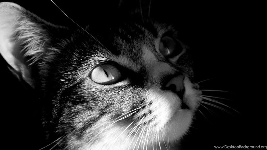 Cat Wallpapers 2016 Pictures Josh001 – Wallpaperjosh