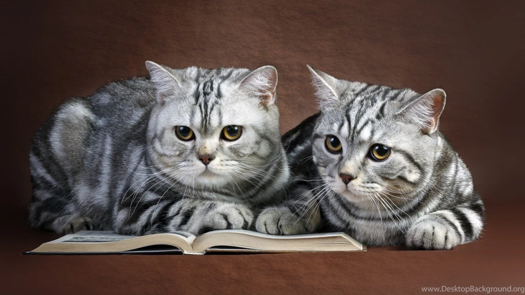 Cats: Cute Persian Kitten Cats Animals Zzz Leuke Perser Katte ...