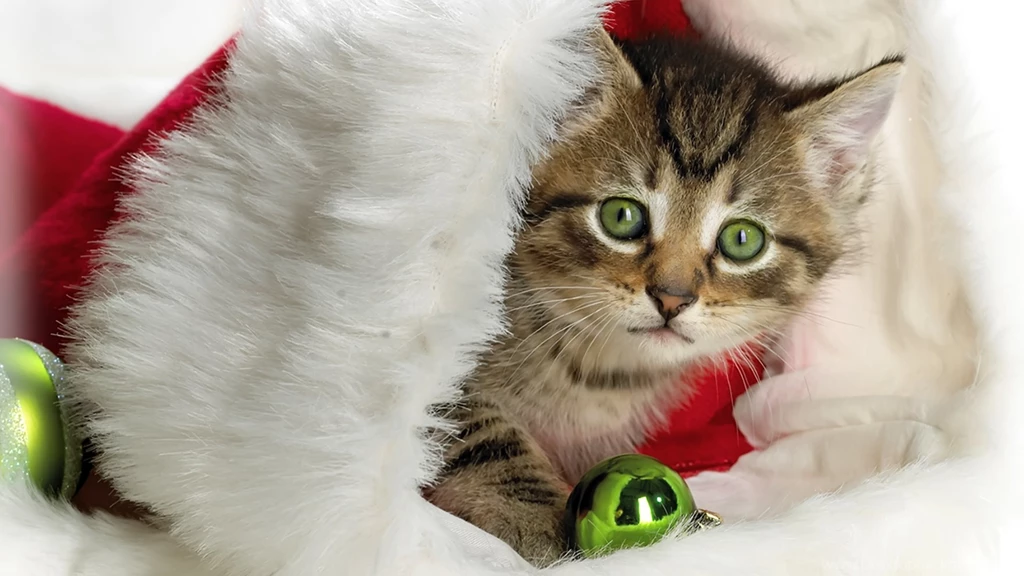 Cat Wallpapers 6 I Love Cats! Cute Cat & Kitten Pictures