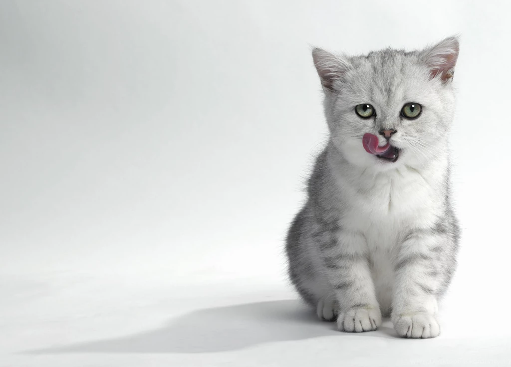 Cats Kittens Animals Kitten Cat Wallpapers