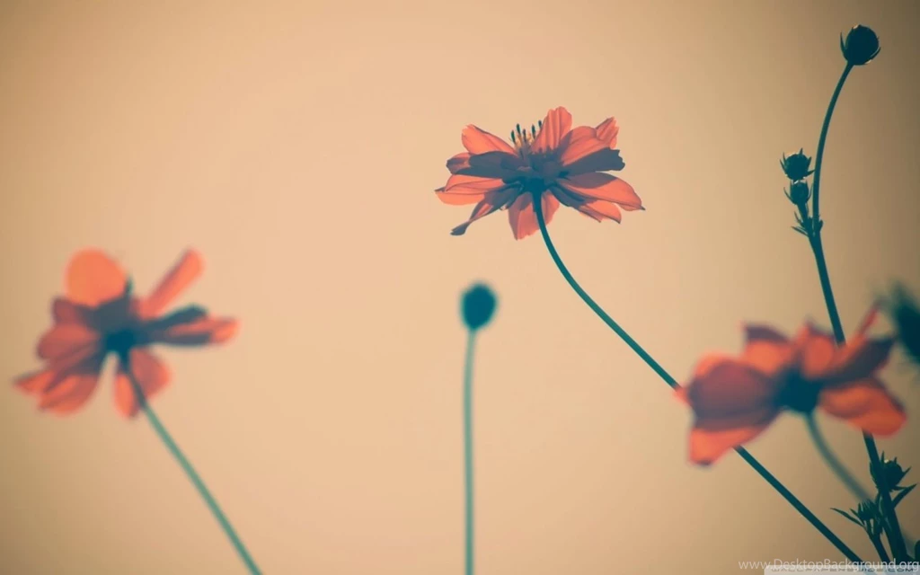 Flowers Tumblr HD Desktop Wallpapers : Widescreen : High Definition ...