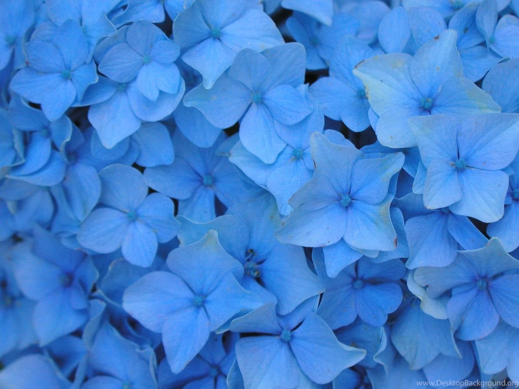 22 Beautiful Blue Flowers Pictures