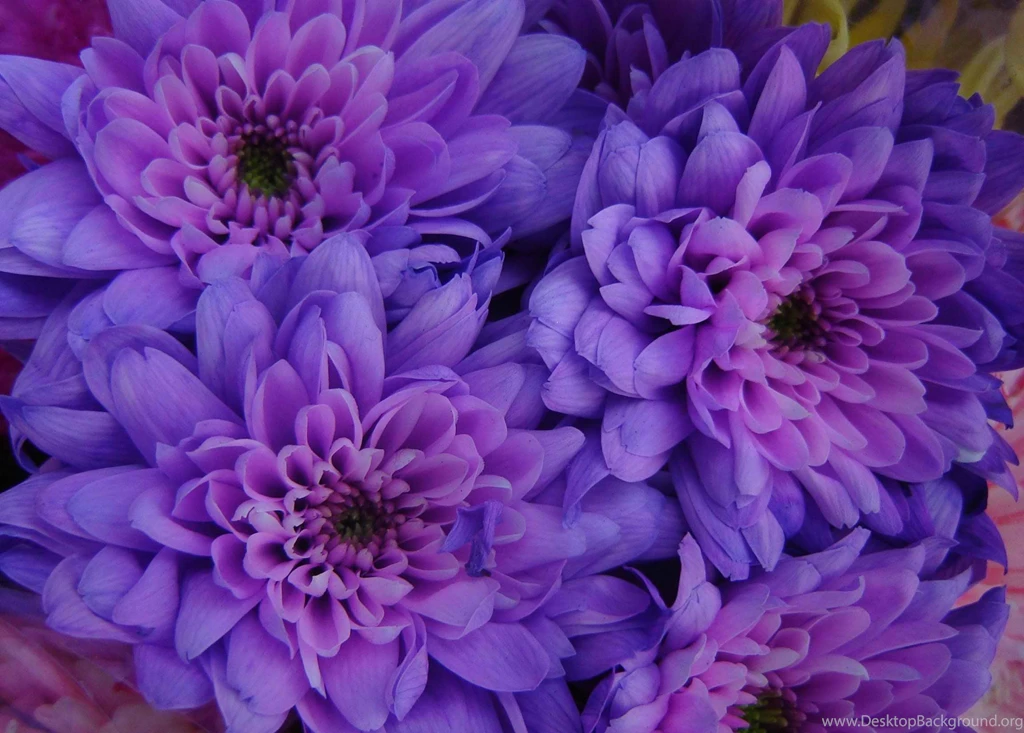 Flowers Tumblr Wallpapers Free Ndemok.com