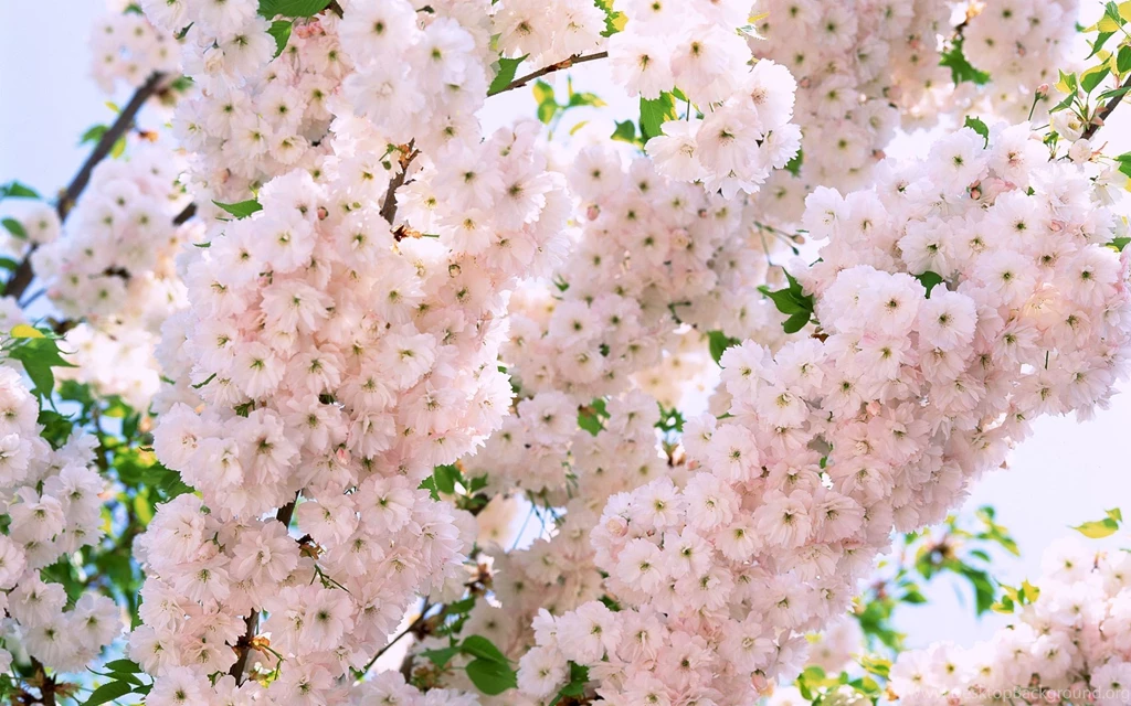 Flower Tumblr Wallpapers For Android For Desktop Uncalke.com