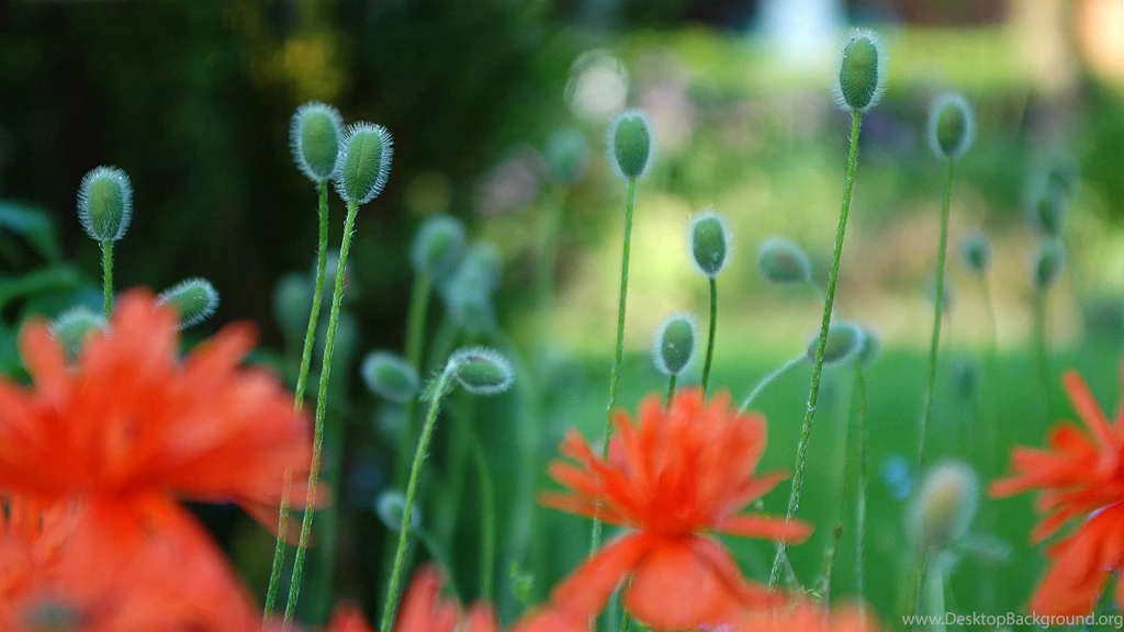 Flower Tumblr Wallpapers Uncalke.com