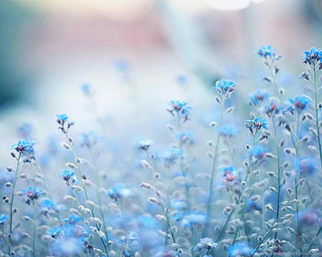 Blue flowers cynthia selahblue 1.jpg