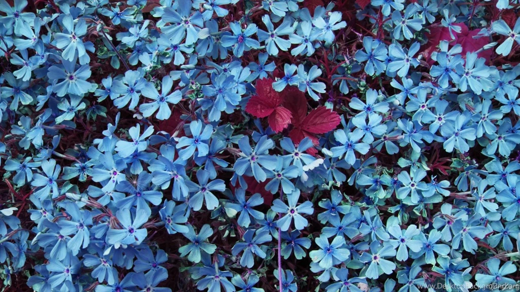 Blue Flowers Wallpapers