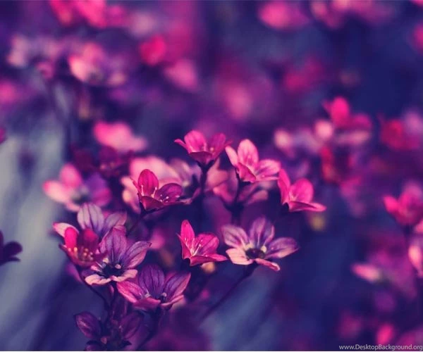 25+ Free Tumblr Backgrounds And Wallpapers