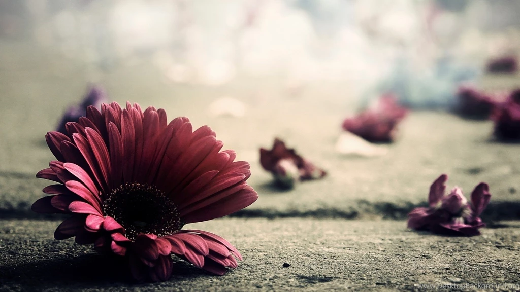 Flower Tumblr Wallpaper Backgrounds   Uncalke.com