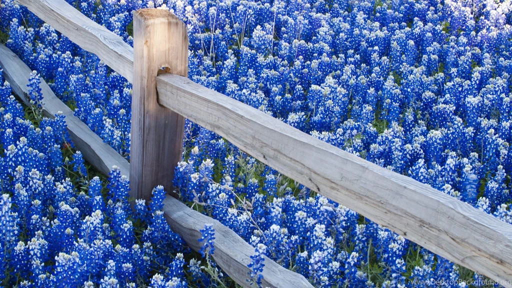 Blue Flower HD Wallpapers & Most Beautiful Flowers Pictures ...