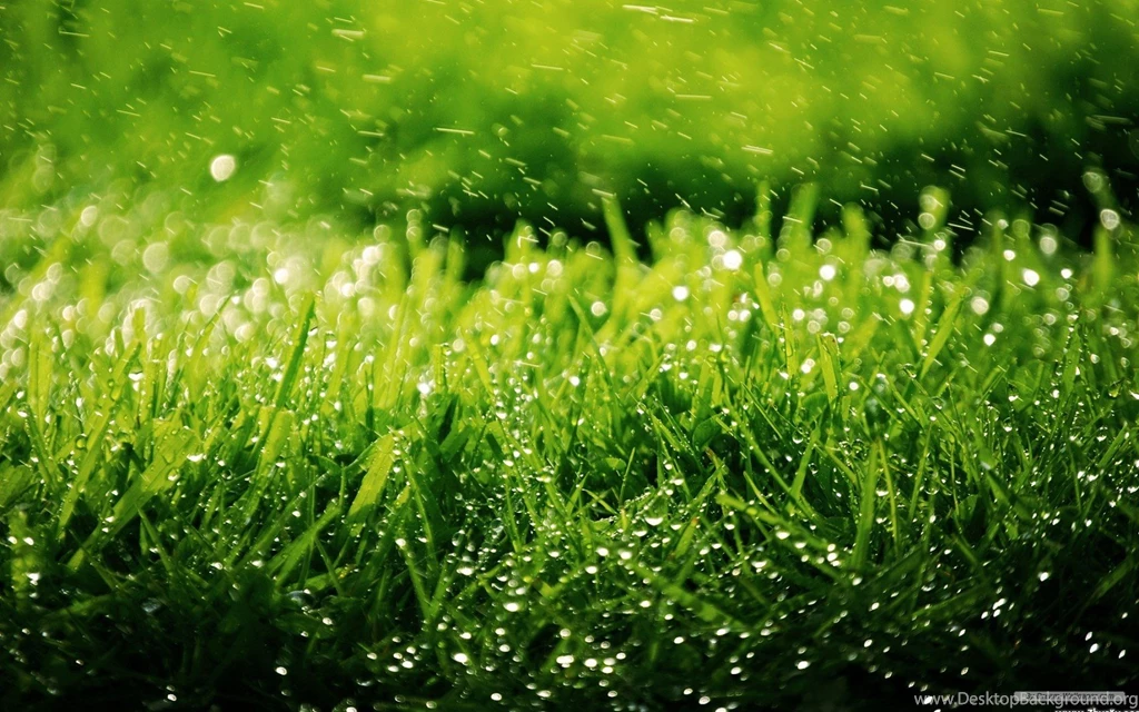 Free Wallpapers Free Nature Wallpapers Vista Plants Wallpapers ...